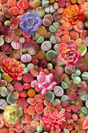 乱花印花华亿平台图片