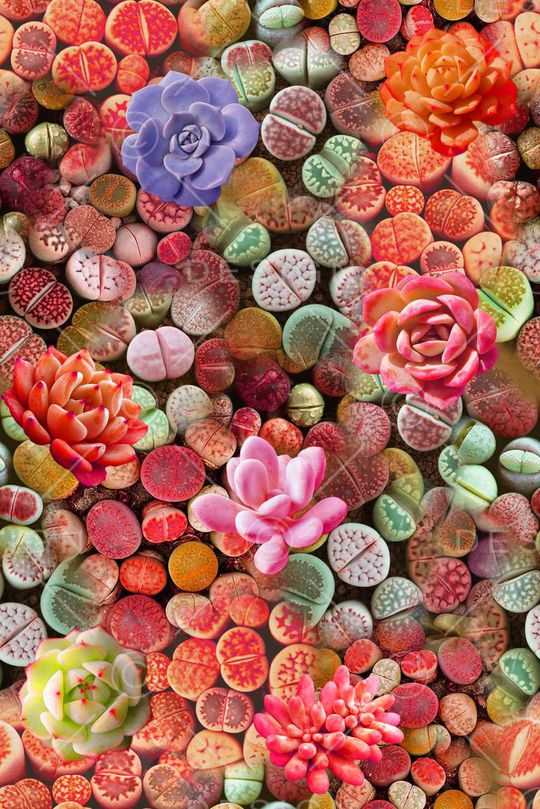 乱花印花华亿平台图片