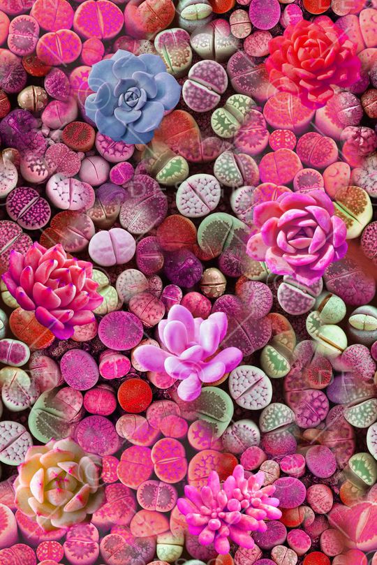 乱花印花华亿平台图片