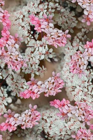 花朵印花华亿平台图片