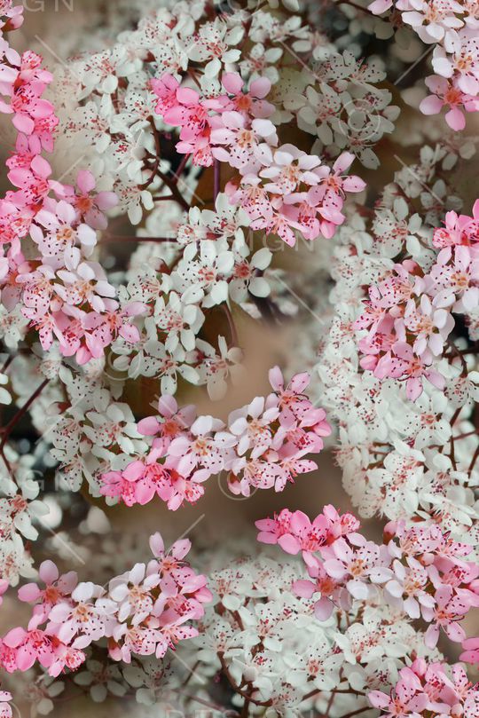 花朵印花华亿平台图片