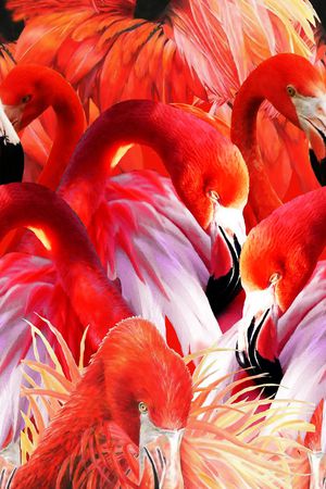 洋阳---动物纹印花华亿平台图片