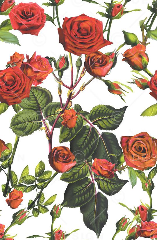 玫瑰印花华亿平台图片