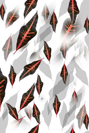 流行时尚印花华亿平台图片