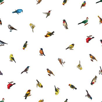 鸟类印花华亿平台图片