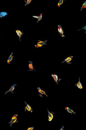 鸟类印花华亿平台图片