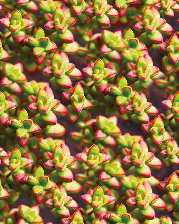 花朵印花华亿平台图片