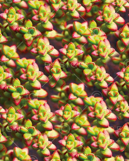 花朵印花华亿平台图片