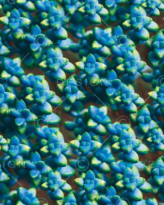 花朵印花华亿平台图片