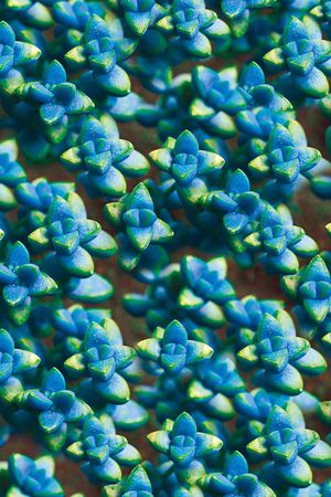 花朵印花华亿平台图片