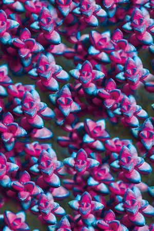 花朵印花华亿平台图片