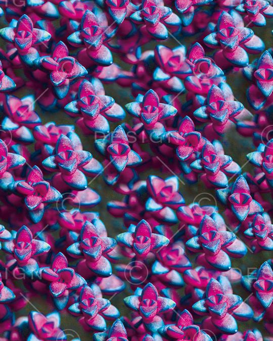 花朵印花华亿平台图片