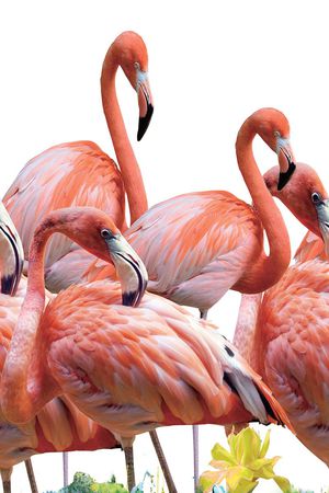 羽毛印花华亿平台图片