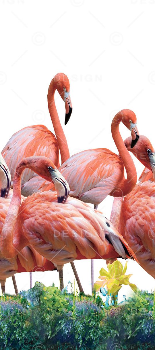 羽毛印花华亿平台图片