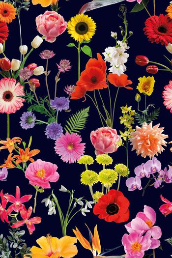 641735-写实鲜花花卉