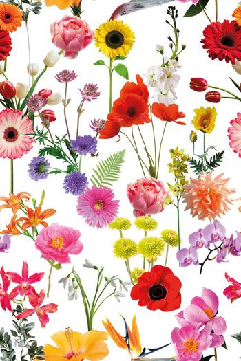 641736-写实鲜花花卉--2