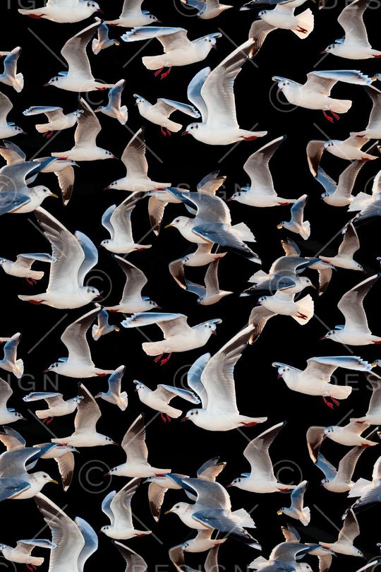 鸟印花华亿平台图片