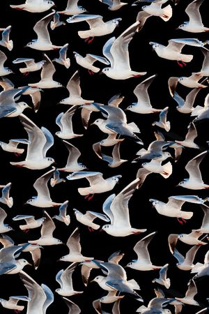 鸟印花华亿平台图片