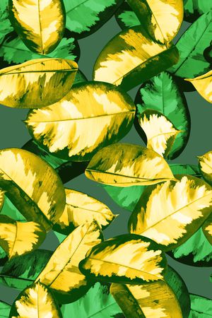 热带树叶印花华亿平台图片