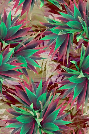 热带印花华亿平台图片