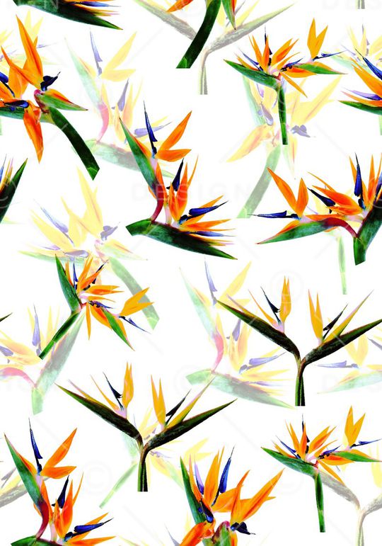 天堂鸟印花华亿平台图片