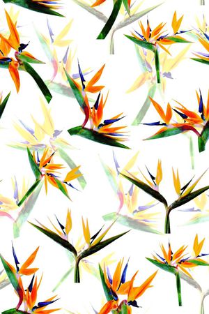 天堂鸟印花华亿平台图片