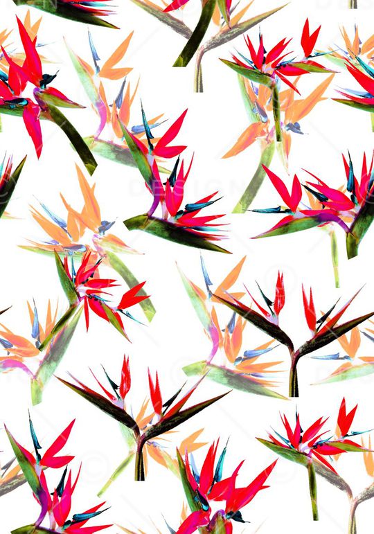 天堂鸟印花华亿平台图片