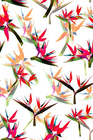 天堂鸟印花华亿平台图片