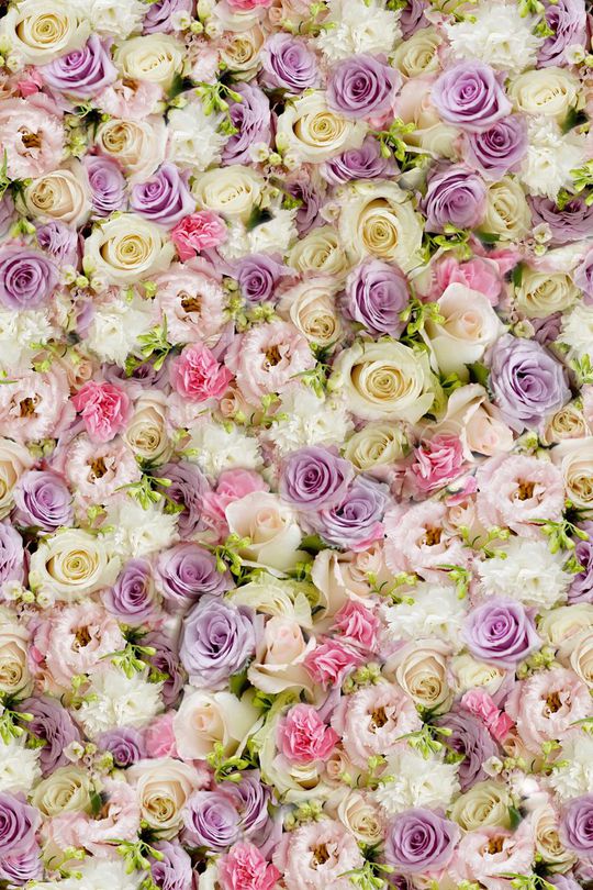 玫瑰印花华亿平台图片