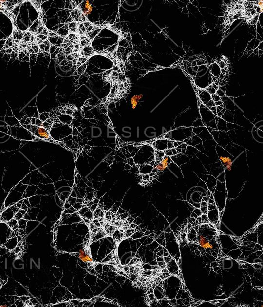 蛛网印花华亿平台图片