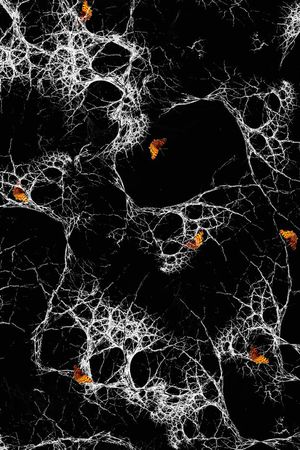 蛛网印花华亿平台图片