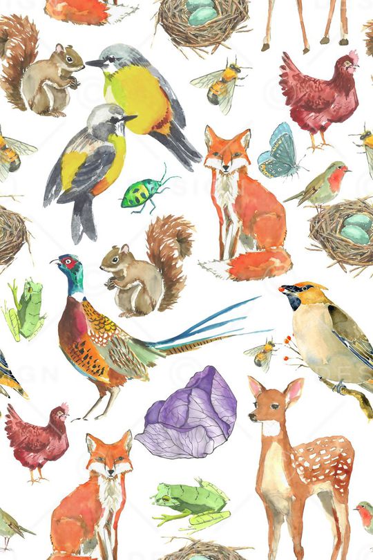 天堂鸟印花华亿平台图片