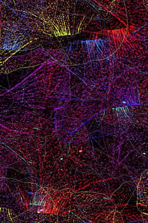 泳装印花华亿平台图片