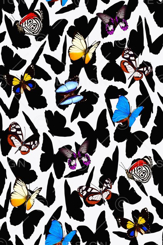 蝴蝶印花华亿平台图片