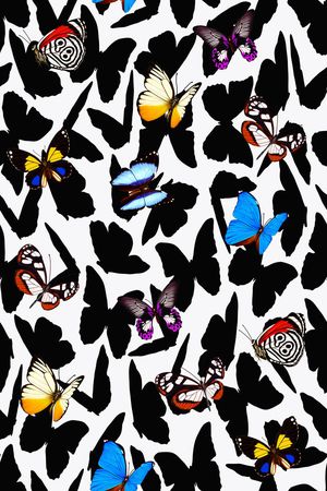 蝴蝶印花华亿平台图片