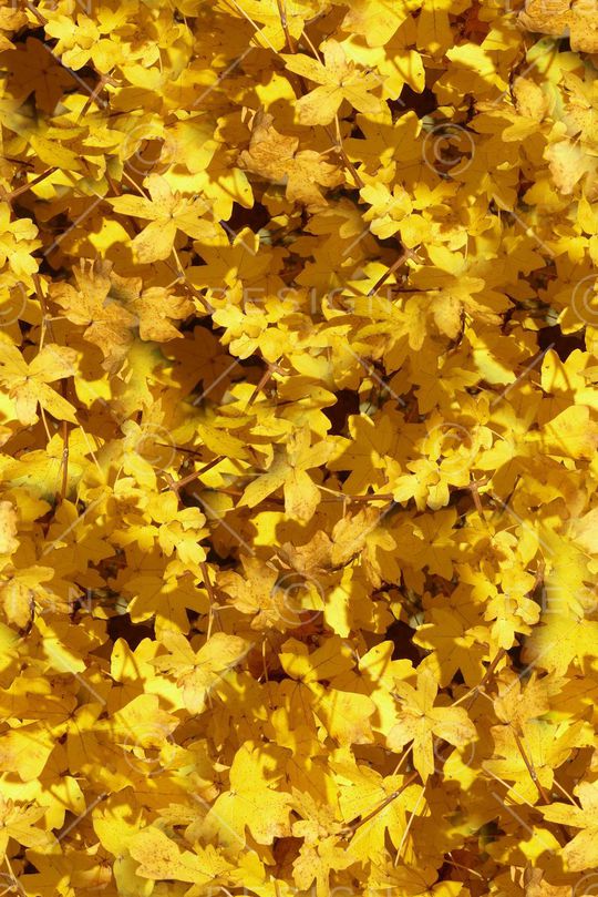 时尚抽象绘画风景树叶印花印花华亿平台图片