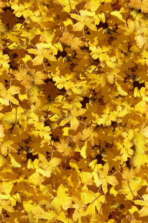 时尚抽象绘画风景树叶印花印花华亿平台图片