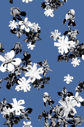 644586-鸢尾花黑灰-蓝底