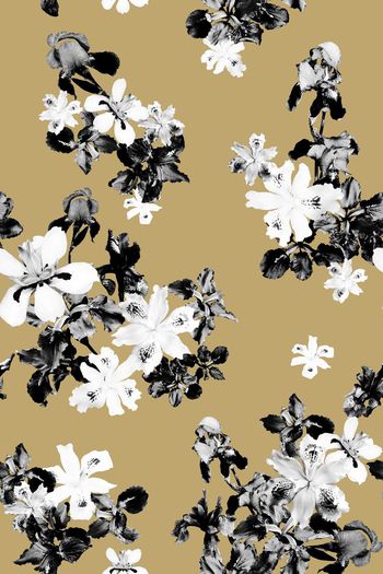 644587-鸢尾花黑灰