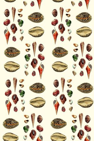 沙滩贝壳蜗牛印花华亿平台图片