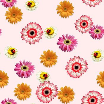 644939-菊花虫子花卉