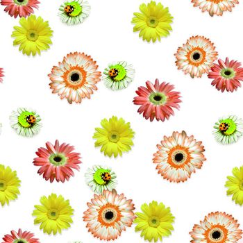 644940-菊花虫子花卉黄