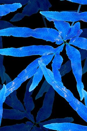 热带印花华亿平台图片