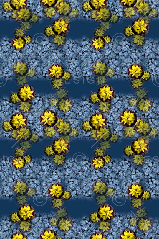 多肉植物印花华亿平台图片