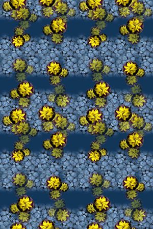 多肉植物印花华亿平台图片