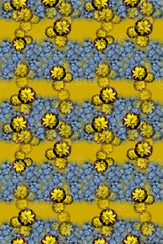 多肉植物印花华亿平台图片