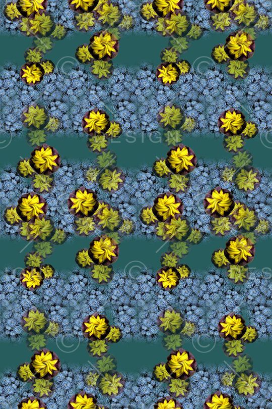 多肉植物印花华亿平台图片