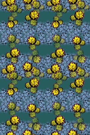 多肉植物印花华亿平台图片