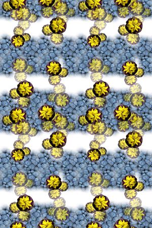 多肉植物印花华亿平台图片