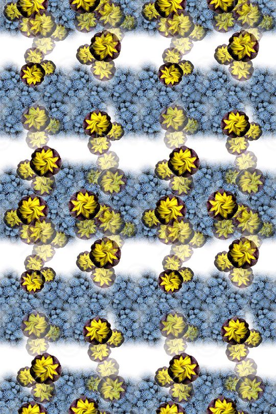 多肉植物印花华亿平台图片